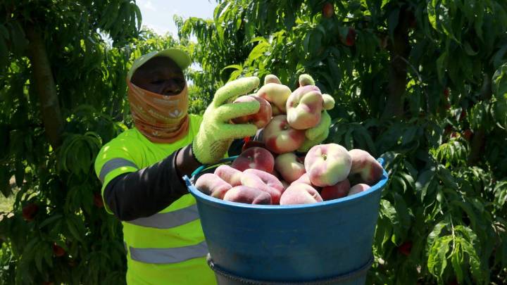 España gasta en producir y exportar fruta y verdura el doble del agua que usan todos sus hogares