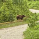 Charges laid in connection with killing of grizzly on B.C.'s Texada Island