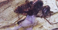 Discovery of insects trapped in amber sheds light on ancient Amazon rainforest