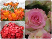 Con 700 millones de tallos, Colombia aporta variedad, color y belleza a la celebración de San Valentín