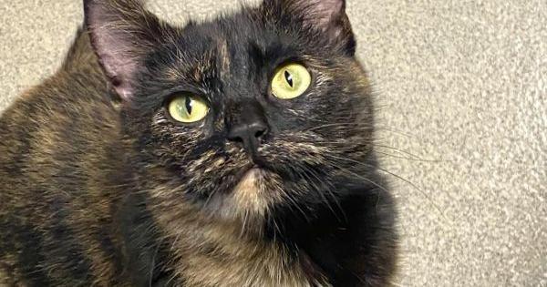 Millie Murder Mittens