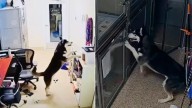 Arizona Officer Responds To Shelter Break-In And Finds An Unexpected Host Throwing A Midnight Party