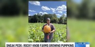 Sneak peek: Rocky Knob Farms growing pumpkins