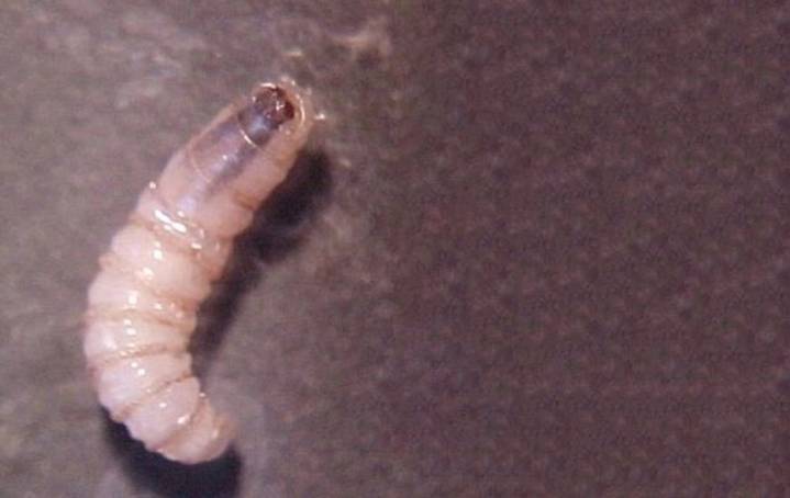 Confirman plaga de gusano barrenador en el 90% de las muestras analizadas