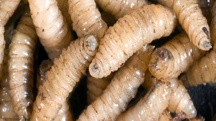 La zona norte de México aún está libre de mosca del gusano barrenador, asegura la Sader