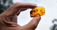Finding happiness in amber: On Germany's Baltic coast, people hunt for precious pieces