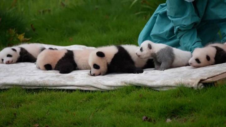 El bebé de panda gigante gris hace su primera aparición en público