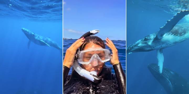 Pampita bailó con ballenas en el océano: el espectacular video y un agradecimiento especial