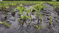 Fedeagro alerta que las lluvias afectaron el ritmo de la siembra de maíz