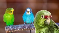 Lista de animales permitidos y prohibidos como mascotas en Colombia: evite multas y sanciones