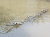 Crocodile attacks in India kill mother of three, teenaged girl