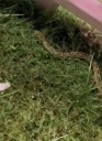 Snake emerges in Garba ground in Vadodara; sparks panic