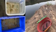 As a river flows again, crocodiles and turtles get a second chance at life
