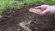 The Type Of Grass You Can Plant In Late Summer For Lush, Colorful Lawn This Fall