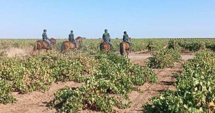 Indignación por las patrullas de Guardia Civil a caballo entre viñedos en busca de trabajadores irregulares