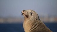 Sea lion found decapitated at Pacific Grove beach, suspect sought