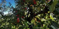 Fall in full swing at Eplegaarden in Fitchburg
