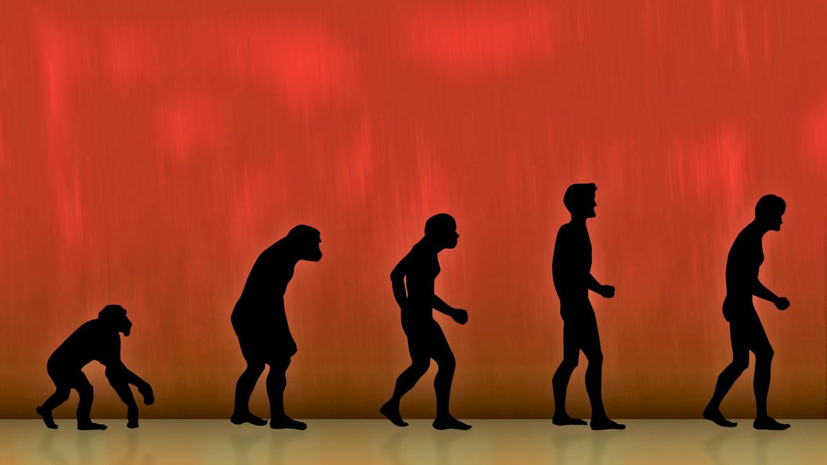 Un estudio revela cómo los humanos empezaron a caminar erguidos: la clave está en la pelvis