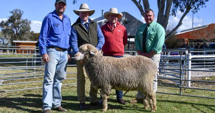 Woodpark Poll Merino rams sale results