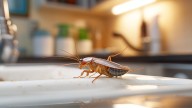 El truco definitivo e infalible para combatir las cucarachas de tu casa