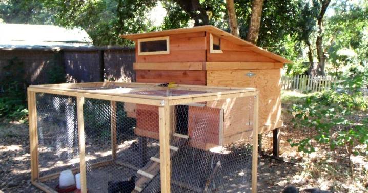 Owensboro approves backyard chickens: what residents need to know