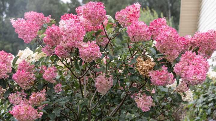 "Old Wood" Vs "New Wood" Hydrangeas: What's The Difference? (& Why It Matters)