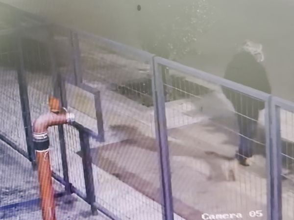 Solitario ladrón vulneró seguridad de Eco Hotel de Talca y llegó hasta la cocina