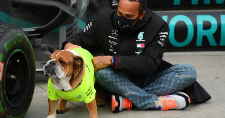 ÚLTIMAS HORA: Lewis Hamilton de a conocer la peor noticia de su perrito Roscoe