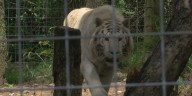 Joe Exotic suing Black Pine Animal Sanctuary