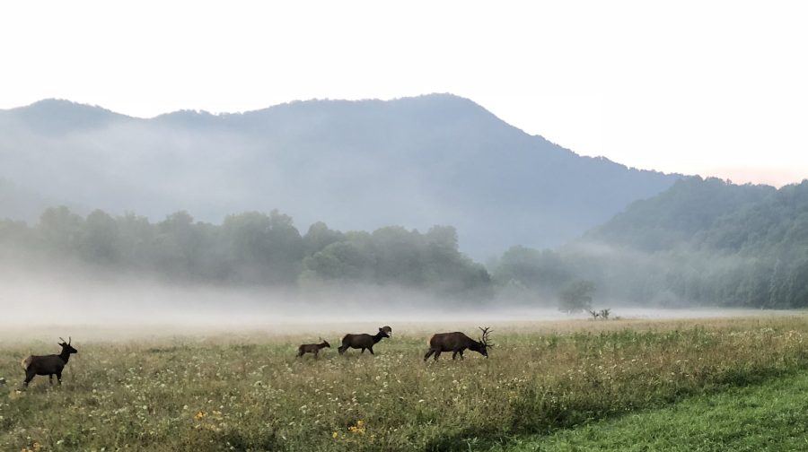 Best ways to witness the elk rut in the Great Smoky Mountains National Park