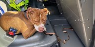 Police looking for owners of dog hit by car in Sturbridge