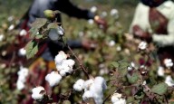 Union government's mission for cotton productivity to act as a shot in the arm for TN's cotton farming