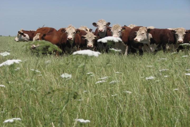 INTA trabaja en la prevención de la garrapata bovina en los rodeos entrerrianos