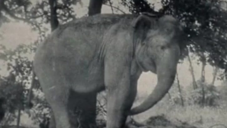 A circus elephant, a tragedy and advice for the ages