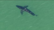 Shark kills beachgoer near Sydney