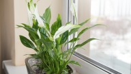 How To Easily Grow Peace Lilies In Water Using A Simple Propagation Method