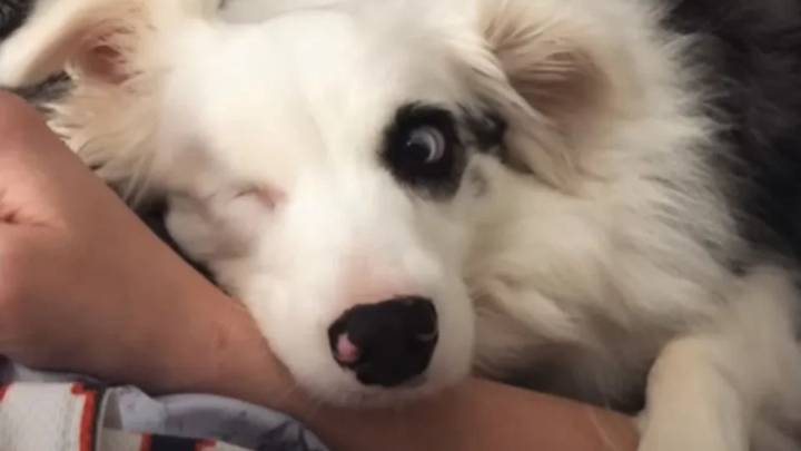 Alabama Vet Refuses Euthanasia For Disabled Puppy, What Happens Next Will Melt Your Heart