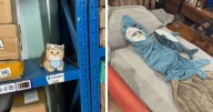 77 Times Cats Were In Such Random Places, People Just Had To Take A Picture Of Them