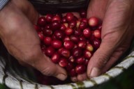 SE se prestó para detener aprobación de la Ley de Desarrollo de Cafeticultura, señalan