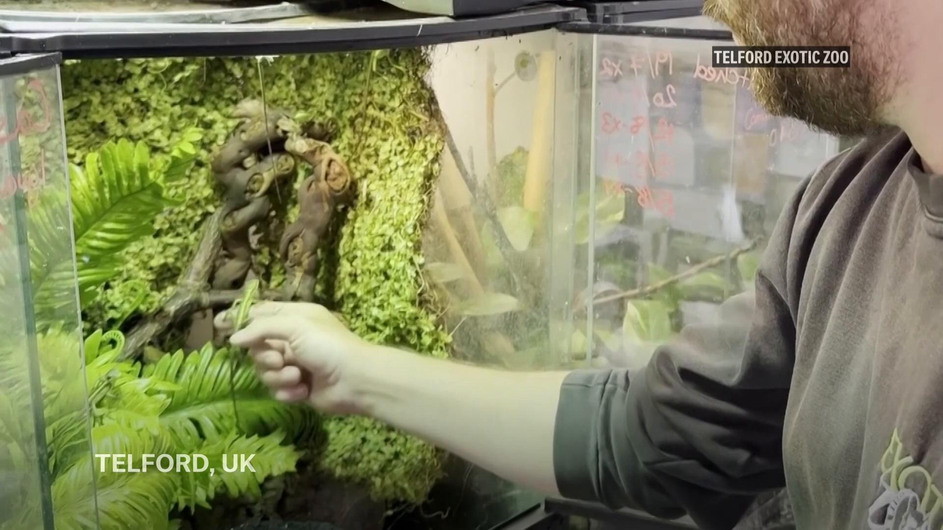 Rare iguana amazes zookeepers by reproducing without a mate