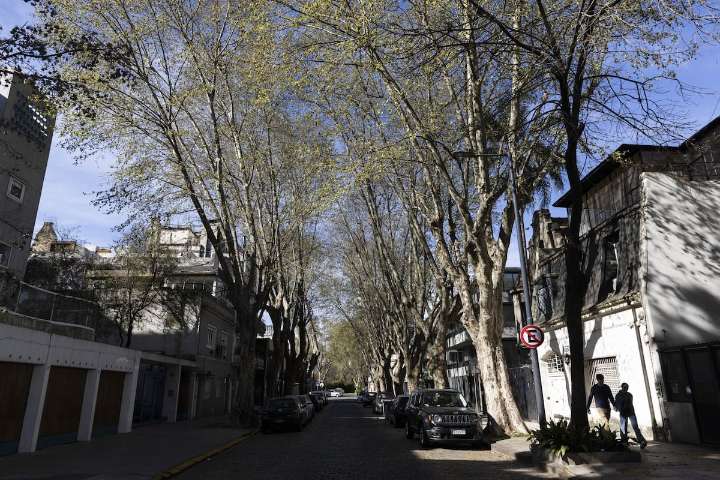 Mapa de árboles. Las alergias de primavera ya se instalaron en las calles con tres comunas que dan la nota