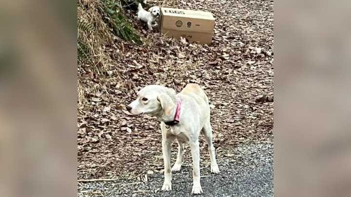 Tennessee Man Noticed Malnourished Dog Guarding A Mysterious Box Near The Road, So He Investigated