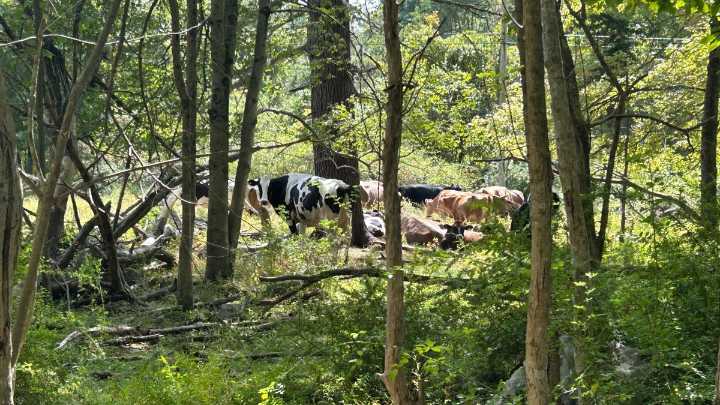 ‘Excitement of the year’: neighbor fascinated over herd of cows on the loose