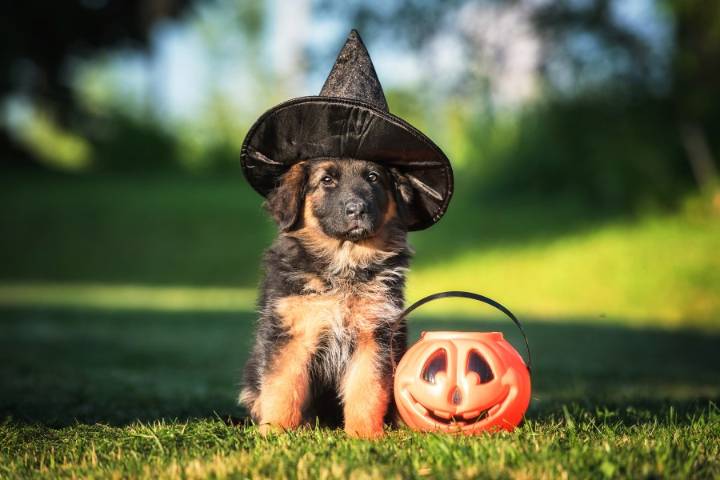 Hounds of Halloween to return to downtown Albany