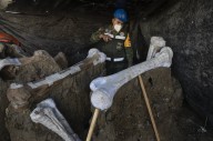 UNAM descubre un nuevo linaje del mamut tras investigaciones en Santa Lucía, Edomex