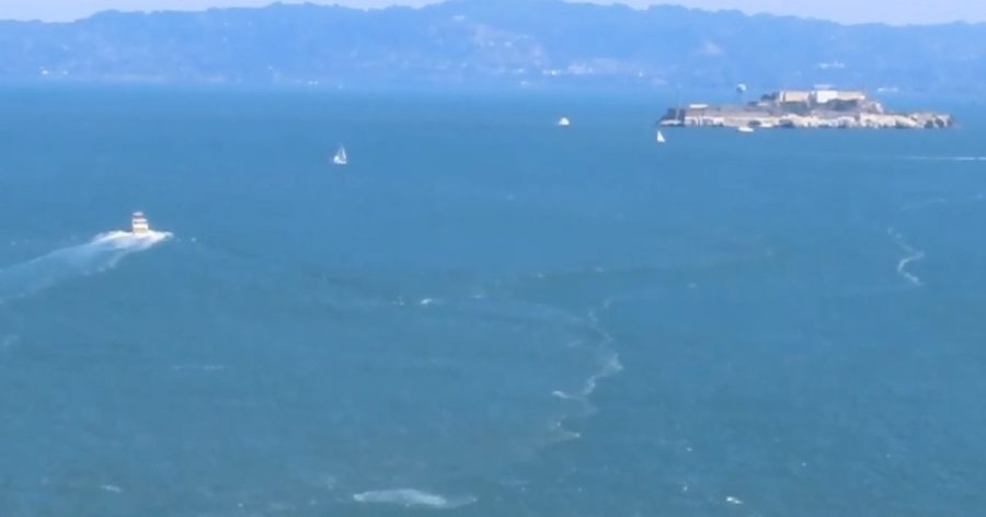 Watch: Breaching whale recorded from Golden Gate Bridge