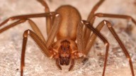 Cómo evitar la presencia de la araña violinista usando un poco de ajo: truco casero efectivo