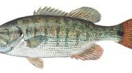 New bass species native to Savannah River system identified by scientists