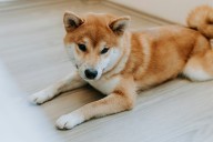 CleanCore Solutions Jumps 38% After $68M Dogecoin Purchase