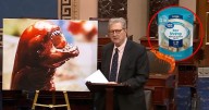 Senador John Kennedy advierte que comer camarón congelado importado de Indonesia vendido en Walmart podría ‘convertirte en Alien’, tras detección de cesio